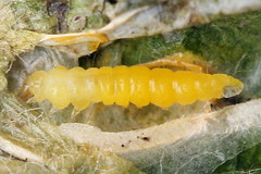 Phyllonorycter sorbi