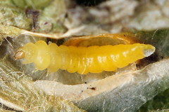 Phyllonorycter sorbi