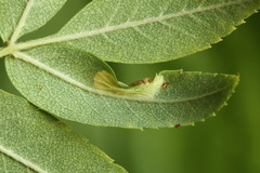 Phyllonorycter sorbi