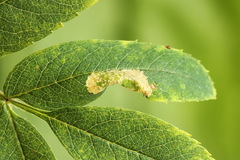 Phyllonorycter sorbi
