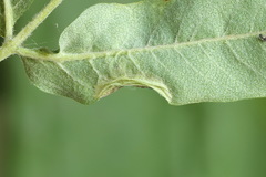 Phyllonorycter sorbi