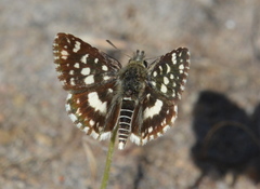 Ernsta dromus