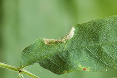 Phyllonorycter sorbi