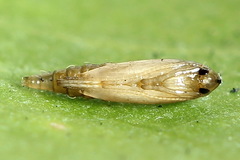 Phyllonorycter sorbi