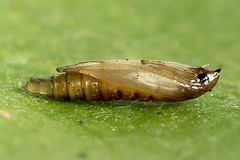 Phyllonorycter sorbi