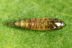 Phyllonorycter sorbi