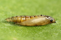 Phyllonorycter sorbi