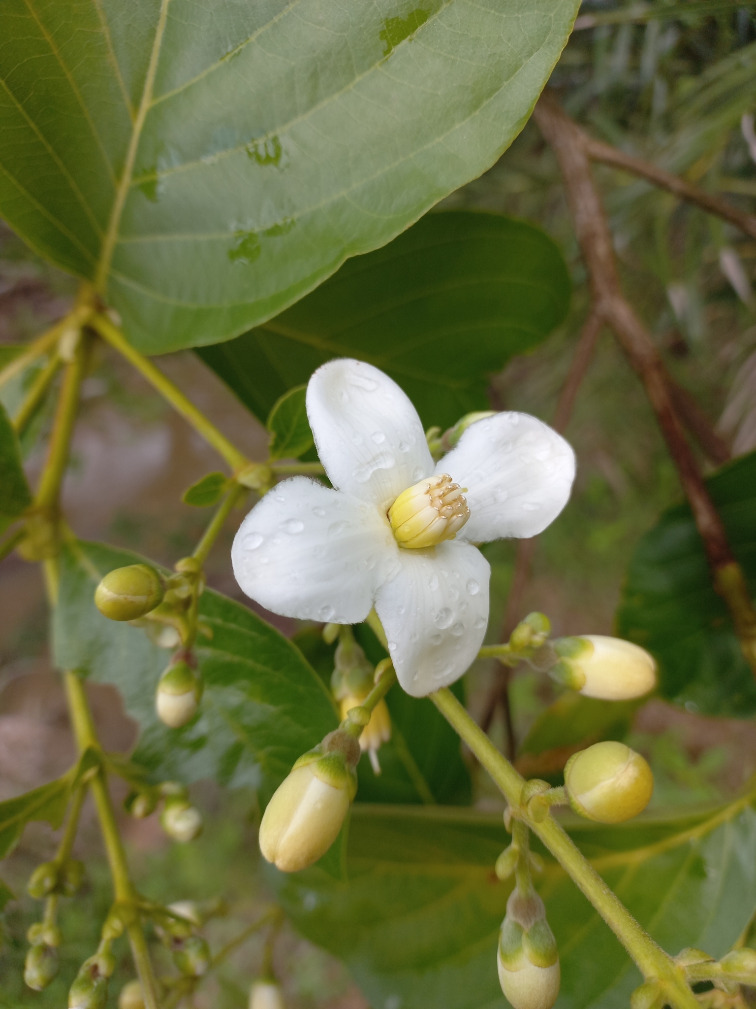 Dialypetalanthus fuscescens