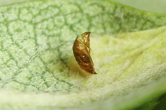 Phyllonorycter sorbi