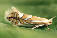 Phyllonorycter sorbi