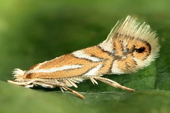 Phyllonorycter sorbi