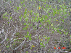 Senegalia crassifolia