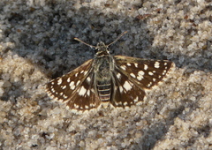 Spialia diomus