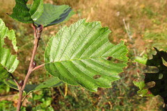 Phyllonorycter strigulatella