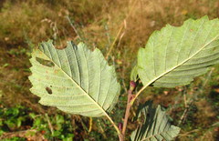 Phyllonorycter strigulatella