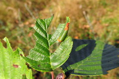 Phyllonorycter strigulatella