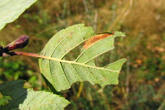 Phyllonorycter strigulatella