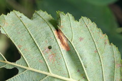 Phyllonorycter strigulatella