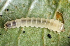 Phyllonorycter strigulatella
