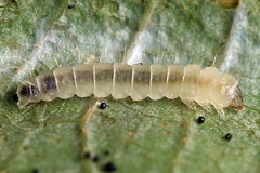 Phyllonorycter strigulatella
