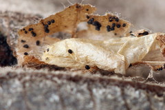 Phyllonorycter strigulatella