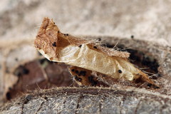 Phyllonorycter strigulatella