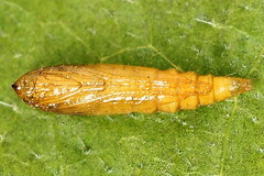 Phyllonorycter strigulatella