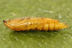 Phyllonorycter strigulatella