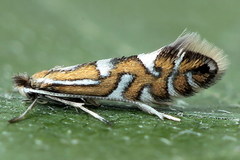 Phyllonorycter strigulatella