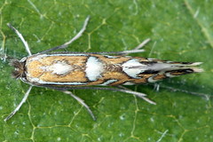 Phyllonorycter strigulatella