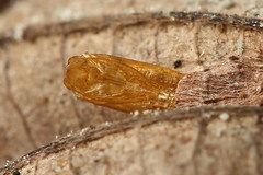 Phyllonorycter strigulatella