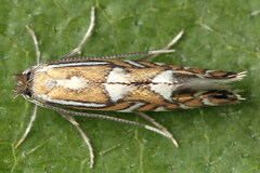 Phyllonorycter strigulatella