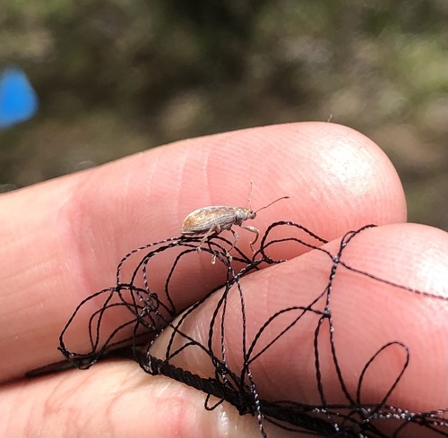 iNaturalist observation photo of Pachyrhinus cinereus