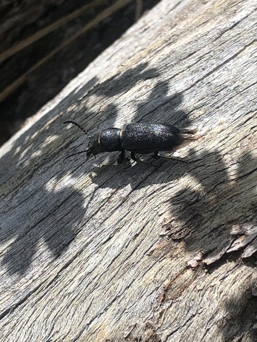iNaturalist observation photo of Neospondylis upiformis