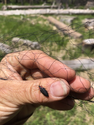 iNaturalist observation photo of California Glowworm