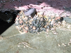 Pyura chilensis