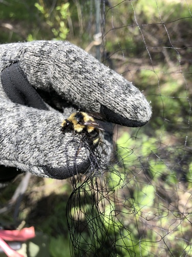 iNaturalist observation photo of Pyrobombus