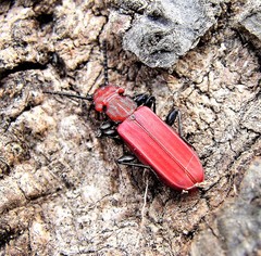 Cucujus cinnaberinus