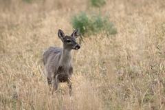 Odocoileus virginianus ustus