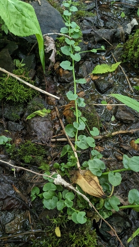 American Bittercress (Cardamine rotundifolia)