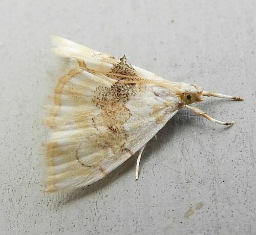 Brown-banded Lipocosma Moth photo 2