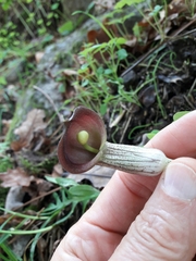 Arisarum simorrhinum