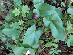Arisarum simorrhinum
