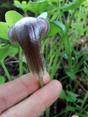 Arisarum simorrhinum