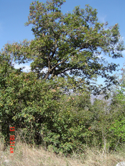Quercus rysophylla