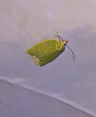 Tortrix viridana