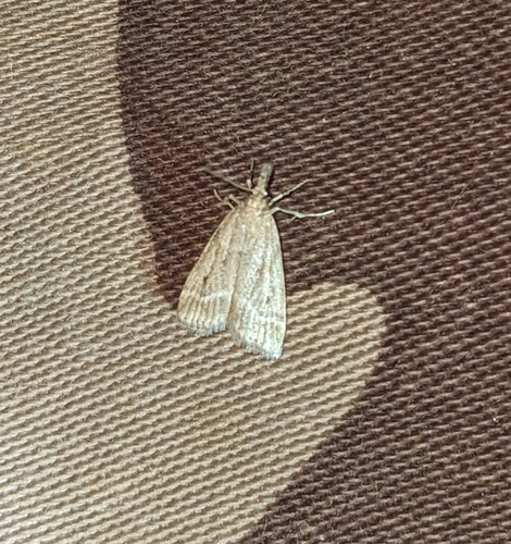 Eudonia pallida