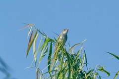 Empidonax traillii