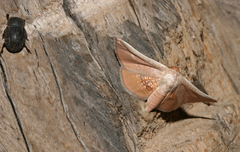 Cecidothyris pexa pexa