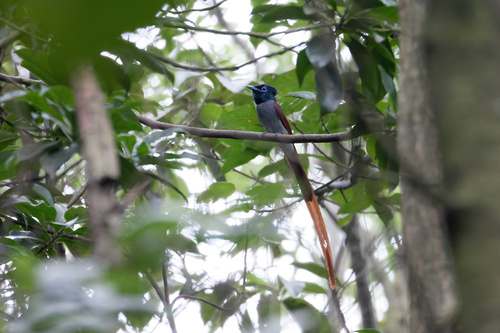 Amur Paradise-Flycatcher